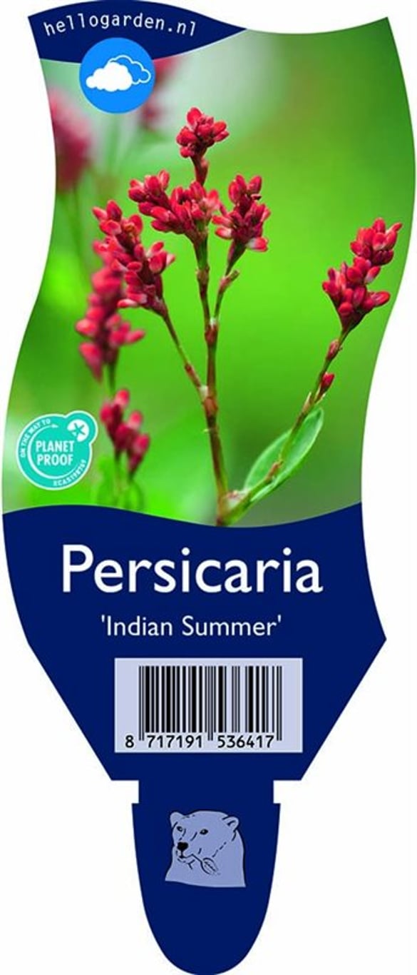 Persicaria 'Indian Summer' - P11
